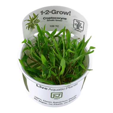 1-2-Grow! Cryptocoryne wendtii 'Green' - Pisces Pet Emporium