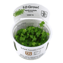 1-2-Grow! Hydrocotyle tripartita - Pisces Pet Emporium