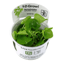 1-2-Grow! Nymphoides hydrophylla 'Taiwan' - Pisces Pet Emporium