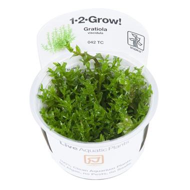 1-2-Grow! Gratiola viscidula - Pisces Pet Emporium
