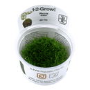 1-2-Grow! Riccia fluitans - Pisces Pet Emporium