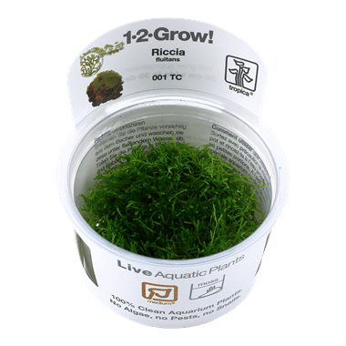 1-2-Grow! Riccia fluitans - Pisces Pet Emporium