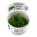 1-2-Grow! Vesicularia ferriei 'Weeping' - Pisces Pet Emporium