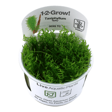 1-2-Grow Taxiphyllum 'Spiky' - Pisces Pet Emporium