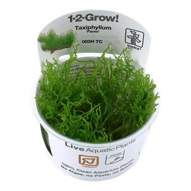 1-2-Grow! Taxiphyllum 'Flame' - Pisces Pet Emporium
