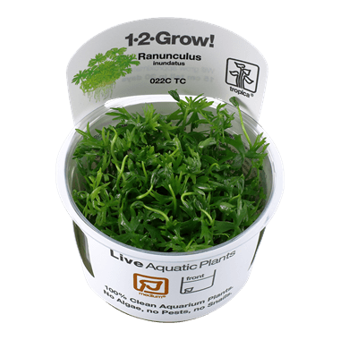 1-2-Grow! Ranunculus inundatus - Pisces Pet Emporium