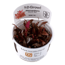 1-2-Grow! Alternanthera reineckii 'Mini' - Pisces Pet Emporium