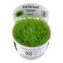 1-2-Grow! Utricularia graminifolia - Pisces Pet Emporium