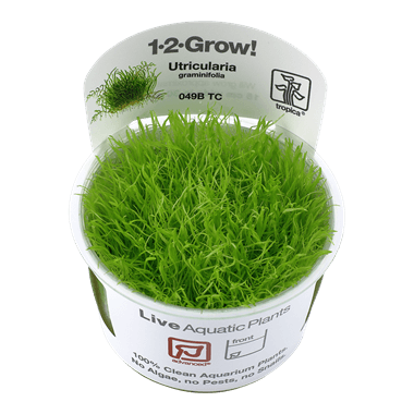 1-2-Grow! Utricularia graminifolia - Pisces Pet Emporium
