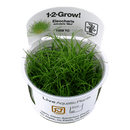 1-2-Grow! Eleocharis acicularis 'Mini' - Pisces Pet Emporium