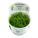 1-2-Grow! Eleocharis acicularis Plant | Pisces