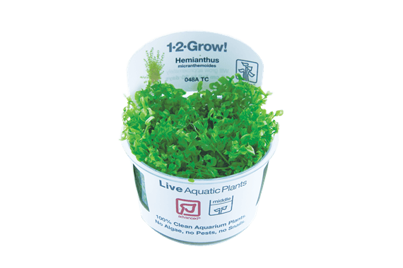 1-2-Grow! Hemianthus micranthemoides - Pisces Pet Emporium