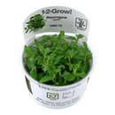 1-2-Grow! Staurogyne repens - Pisces Pet Emporium