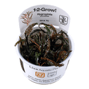 1-2-Grow! Hygrophila pinnatifida - Pisces Pet Emporium