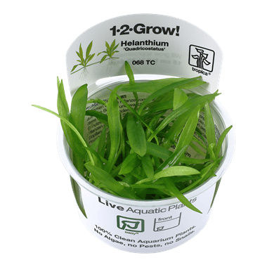 1-2-Grow! Helanthium bolivianum 'Quadricostatus' - Pisces Pet Emporium