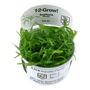 1-2-Grow! Sagittaria subulata - Pisces Pet Emporium
