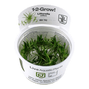 1-2-Grow! Littorella uniflora - Pisces Pet Emporium