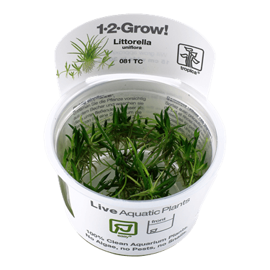 1-2-Grow! Littorella uniflora - Pisces Pet Emporium