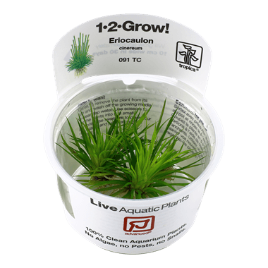 1-2-Grow! Eriocaulon cinereum - Pisces Pet Emporium
