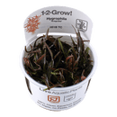 1-2-Grow! Hygrophila lancea 'Araguaia' - Pisces Pet Emporium