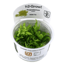 1-2-Grow! Pogostemon helferi - Pisces Pet Emporium