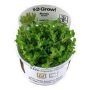 1-2-Grow! Rotala indica 'Bonsai' - Pisces Pet Emporium