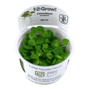 1-2-Grow! Limnobium laevigatum - Pisces Pet Emporium