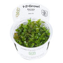 1-2-Grow! Bacopa caroliniana - Pisces Pet Emporium