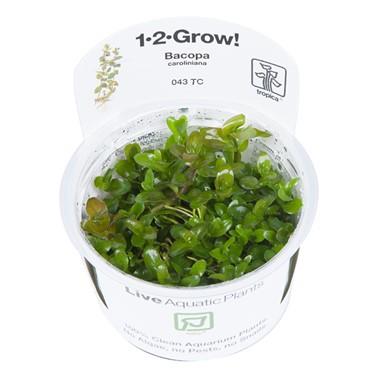 1-2-Grow! Bacopa caroliniana - Pisces Pet Emporium