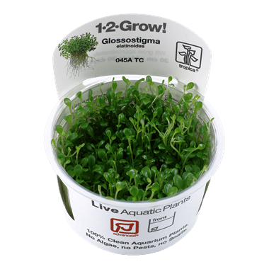 1-2-Grow! Glossostigma elatinoides - Pisces Pet Emporium