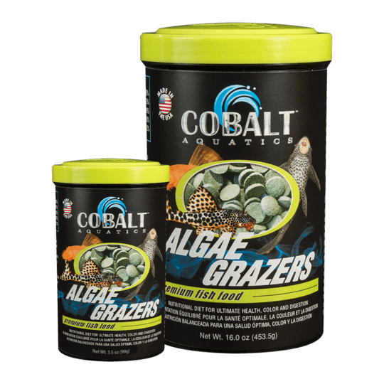 Cobalt Algae Grazers - Pisces Pet Emporium