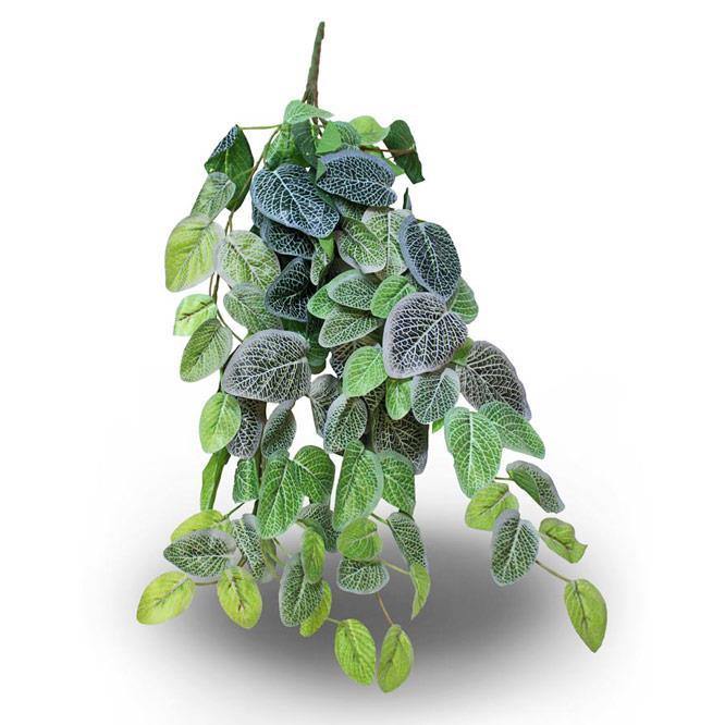 Pangea Hanging Bush - Fittonia 18in - Pisces Pet Emporium