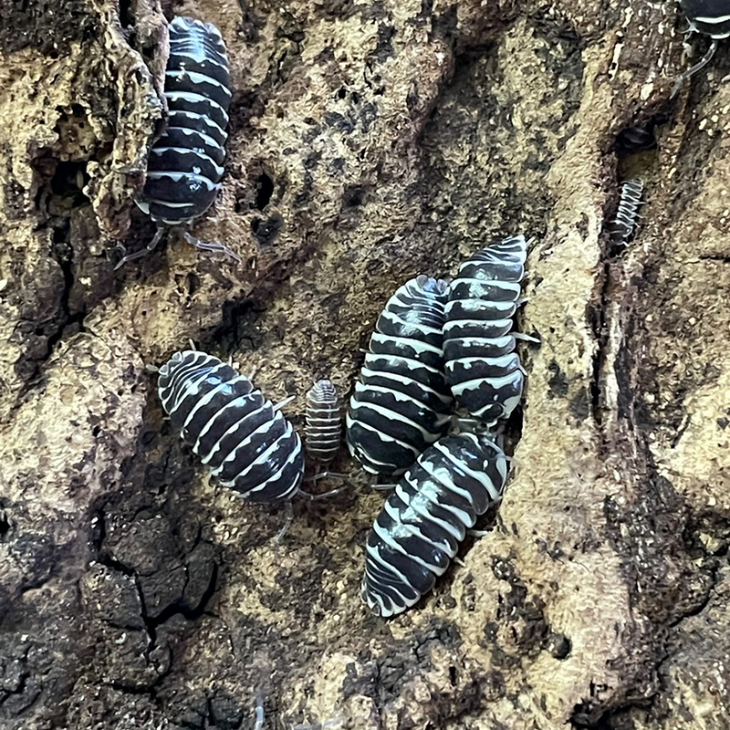 Isopods - Armadillidium maculatum ‘Zebra’| Pisces