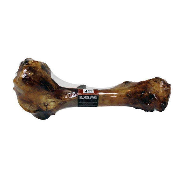 Baxter & Bella Dino Bone - Pisces Pet Emporium