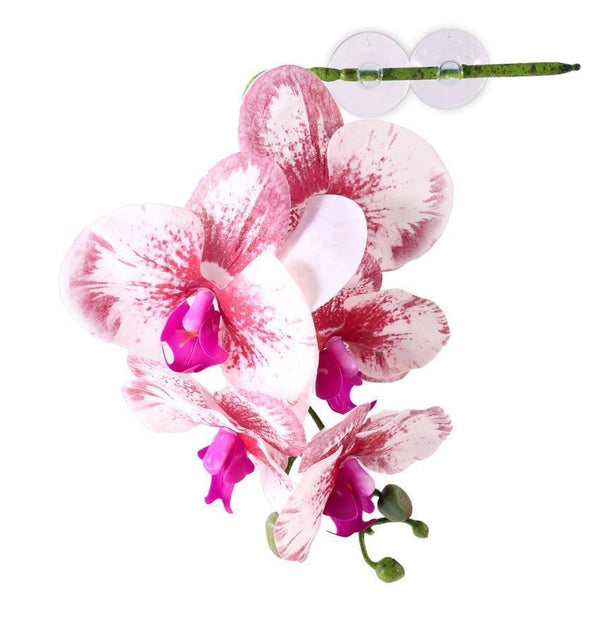 Pangea Hanging Orchid - White - Pisces Pet Emporium