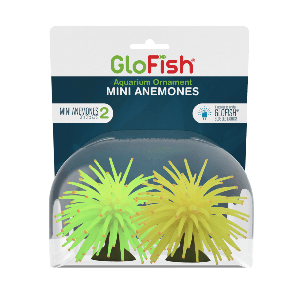 Tetra GloFish Anemone - Pisces Pet Emporium