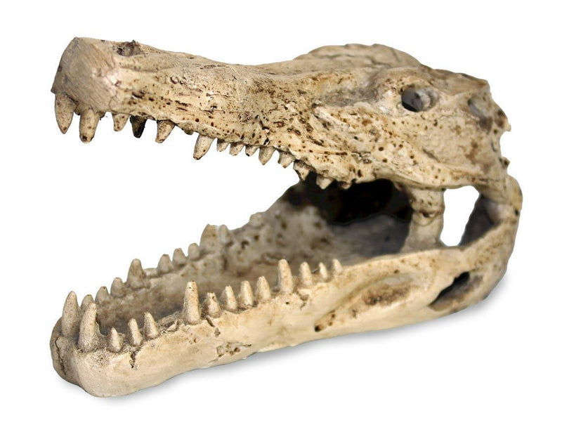 Pangea Crocodile Skull - Pisces Pet Emporium