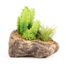 Pangea Succulent Garden