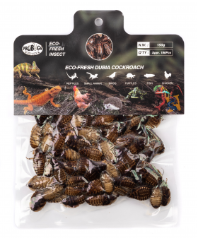 EcoFresh Large Dubia Roaches 150g - Pisces Pet Emporium