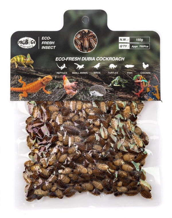 Eco-Fresh Pro Bugs - Dubia Roach 150g - Pisces Pet Emporium