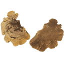 Jurassic Reptile Products - Sponge Mushroom - Pisces Pet Emporium