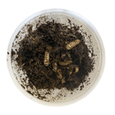 Pisces Black Soldier Fly Larvae - 25-Pack - Pisces Pet Emporium
