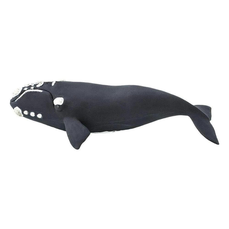 Safari Ltd. Right Whale - Pisces Pet Emporium