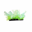 Penn Plax Aqua-Scaping Glow Bunch Plant - Green - Pisces Pet Emporium