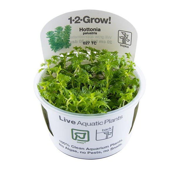 1-2-Grow! Hottonia palustris