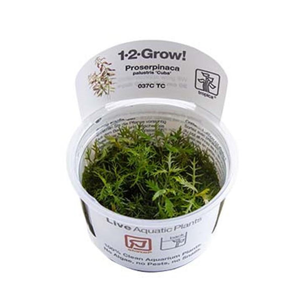 1-2-Grow! Rotala rotundifolia 'Green'