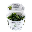 1-2-Grow! Bucephalandra pygmaea Plant | Pisces