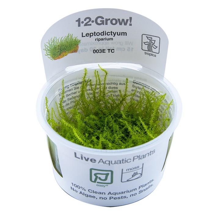 1-2-Grow! Leptodictyum riparium | Pisces Pet Emporium 