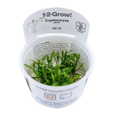 1-2-Grow! Cryptocoryne Parva Plant | Pisces