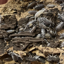 IsopodsPorcellionides pruinosus ‘Oreo Crumble’ | Pisces